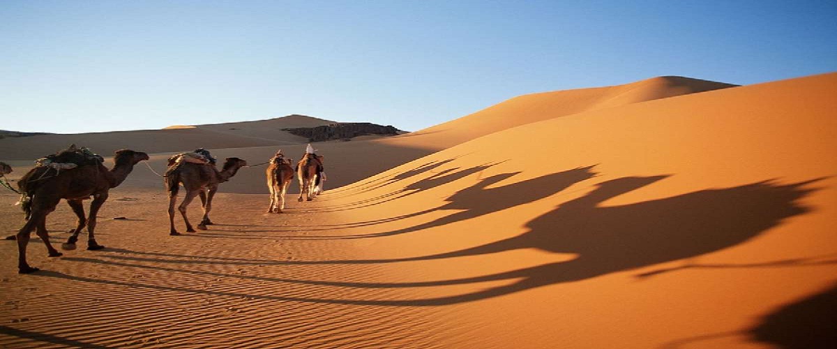 camel trekking
